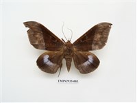 藏品(夜蛾270)的圖片